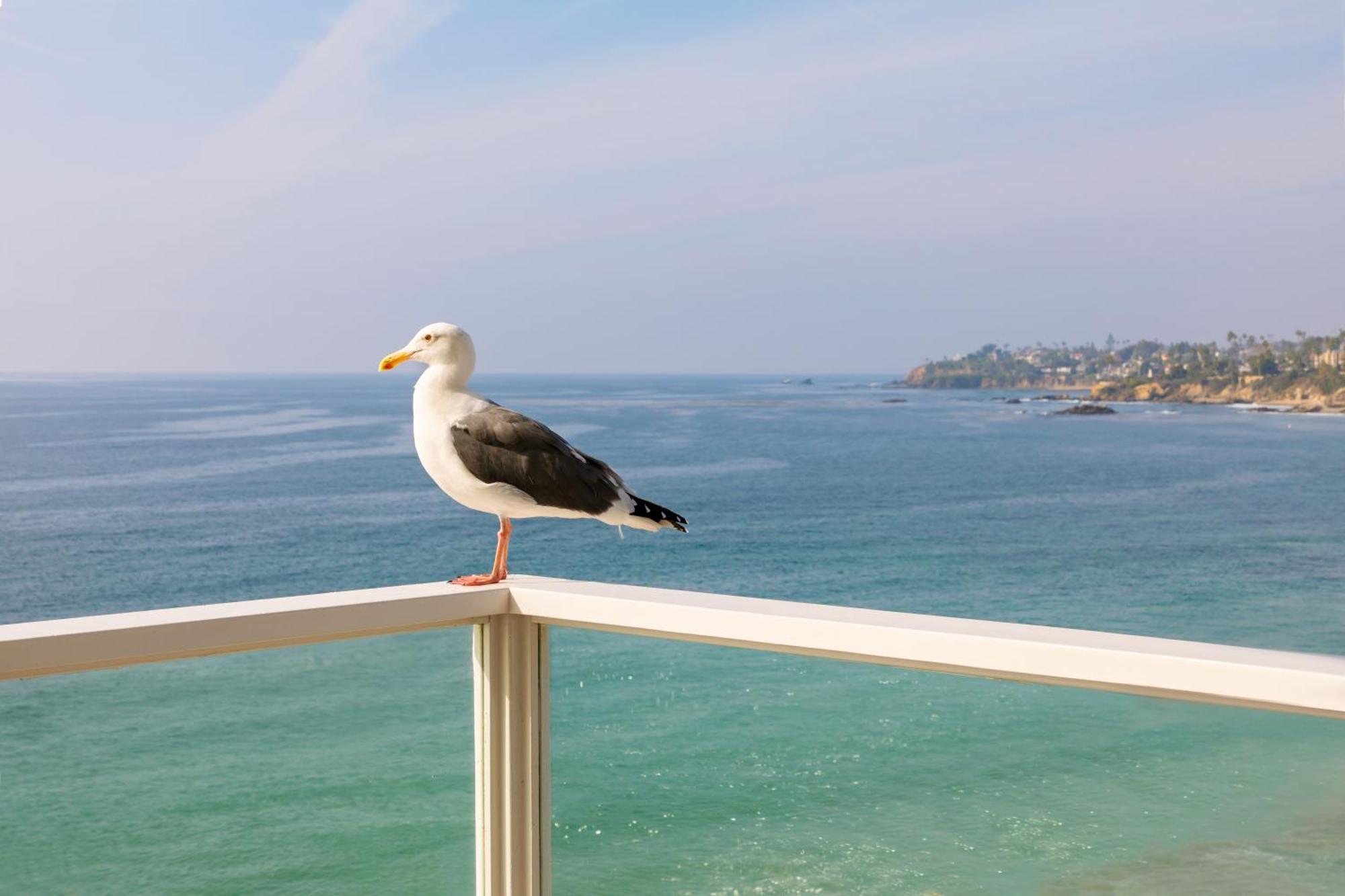 Pacific Edge