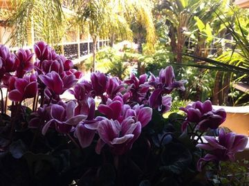 Resort Laguna Beach, An Ihg Laguna Beach